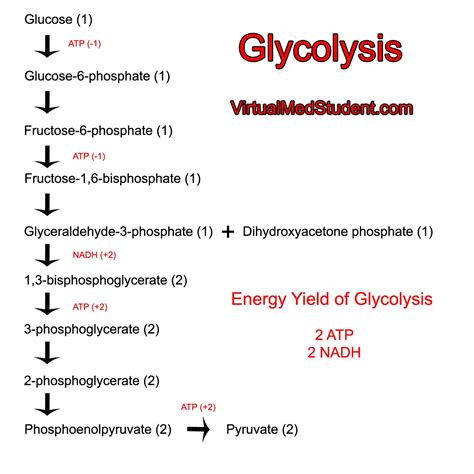 <b>Glycolysis</b> starts with one molecule of glucose and ends with two pyruvate (pyruvic acid) molecules, a total of four ATP molecules, and two molecules of NADH. . What is the end result of glycolysis why is this step important